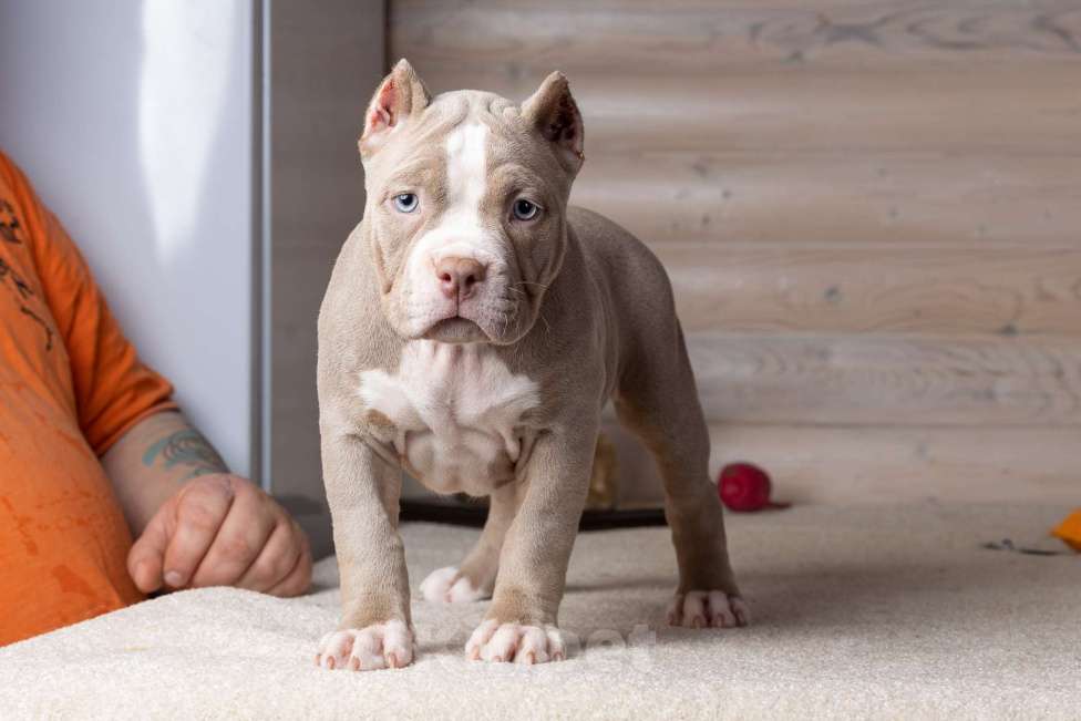 Собаки в Королеве: Американский булли Девочка, 150 000 руб. - фото 4