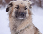 Собаки в Москве: Собака в добрые руки Мальчик, Бесплатно - фото 1