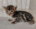 Кошки в Санкт-Петербурге: Бенгальские котята Мальчик, 35 000 руб. - фото 1