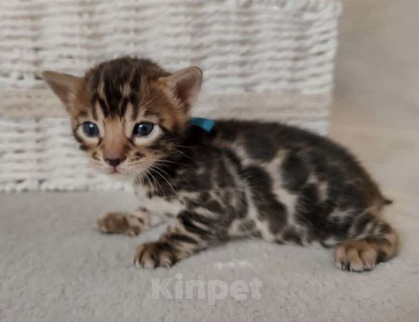 Кошки в Санкт-Петербурге: Бенгальские котята Мальчик, 35 000 руб. - фото 1