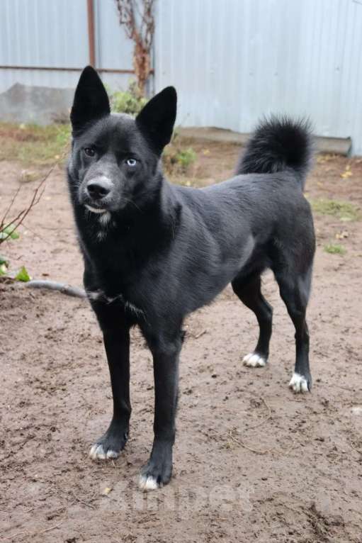 Собаки в Раменском: Плюша ищет семью Девочка, Бесплатно - фото 5