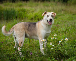 Собаки в Солнечногорске: Жизнерадостная, ласковая девчонка. Семейная собака Девочка, Бесплатно - фото 6