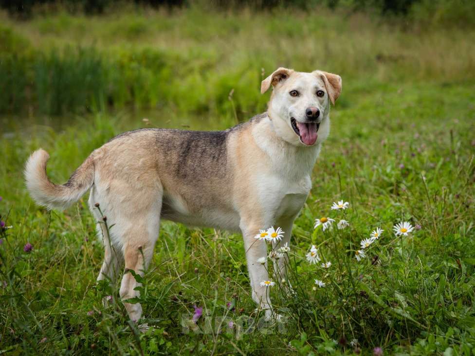Собаки в Солнечногорске: Жизнерадостная, ласковая девчонка. Семейная собака Девочка, Бесплатно - фото 6