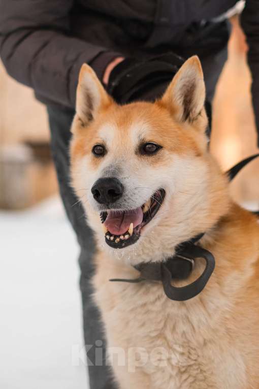 Собаки в Санкт-Петербурге: Яркий спокойный Рыжик из приюта Мальчик, Бесплатно - фото 5