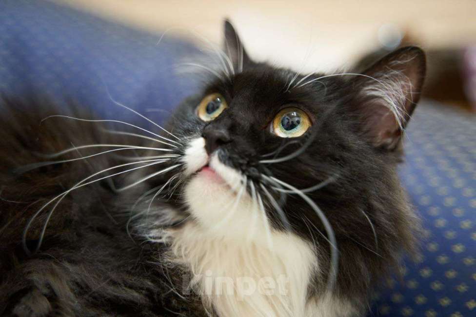 Кошки в Москве: Кошка Урса в добрые руки Девочка, Бесплатно - фото 3