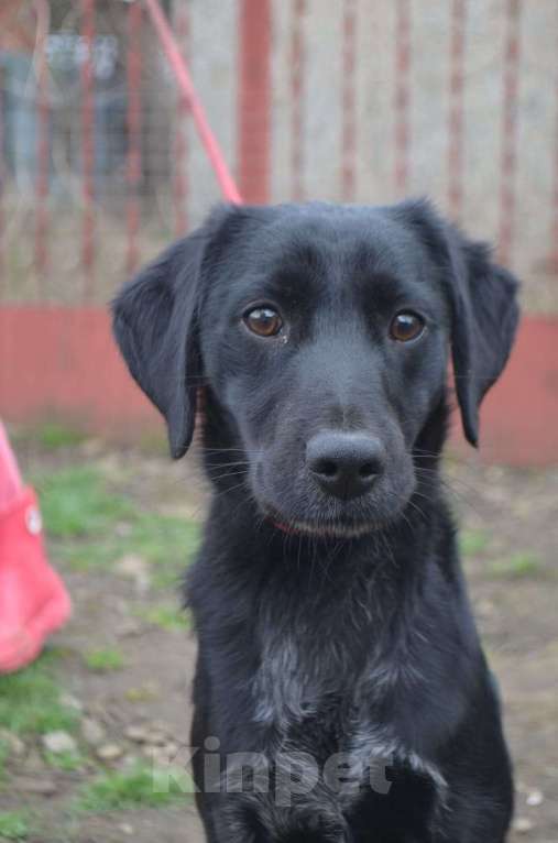 Собаки в Воронеже: РОККИ СРОЧНО ИЩЕТ ДОМ Мальчик, Бесплатно - фото 5