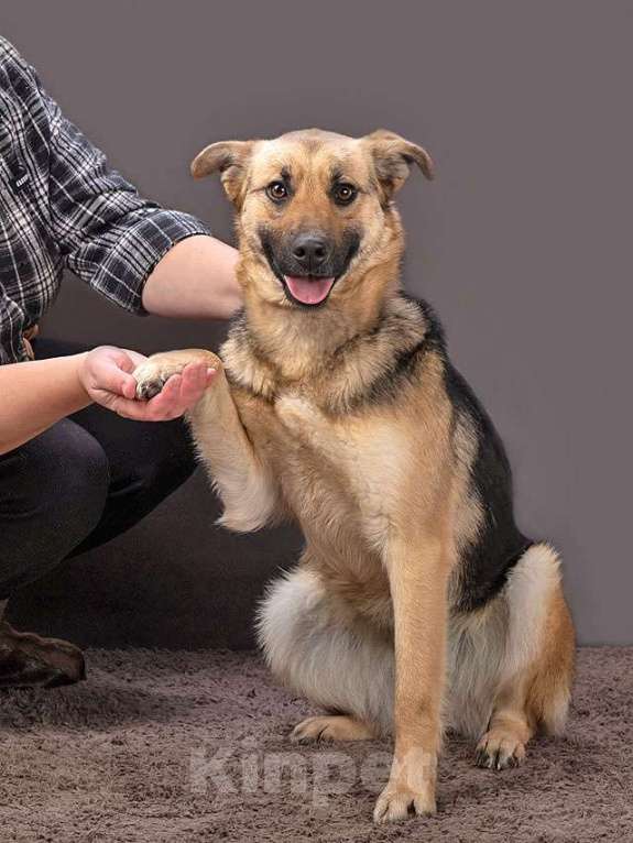 Собаки в Москве: Молодая, ласковая и общительная собачка Альма ищет дом Девочка, Бесплатно - фото 7