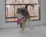Кошки в Москве: Шотландский вислоухий короткошёрстный котёнок Девочка, 12 000 руб. - фото 4