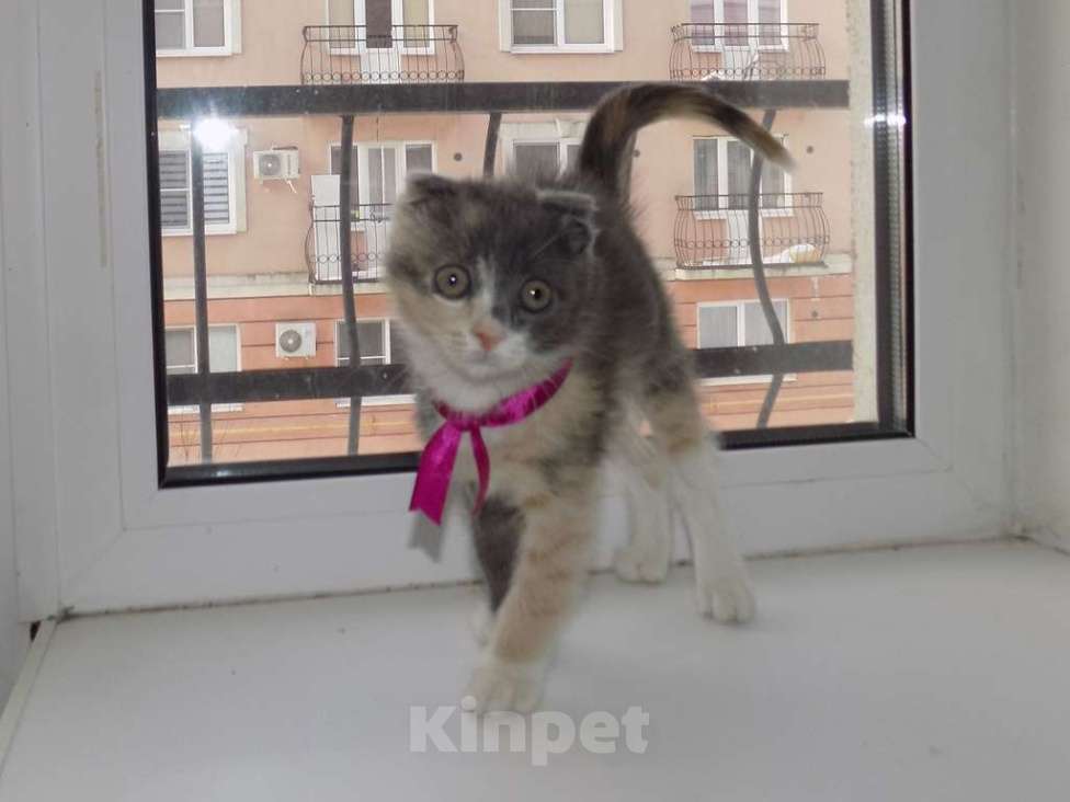 Кошки в Москве: Шотландский вислоухий короткошёрстный котёнок Девочка, 12 000 руб. - фото 4