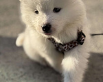 Собаки в Ишиме: Самоед  Мальчик, 25 000 руб. - фото 3