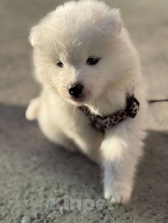 Собаки в Ишиме: Самоед  Мальчик, 25 000 руб. - фото 3