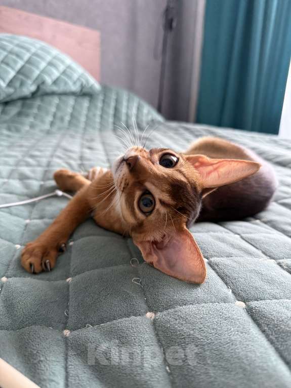 Кошки в Краснодаре: Абиссинский котенок дикого окраса Девочка, 75 000 руб. - фото 5