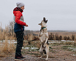 Собаки в Москве: Дрессированная овчарка в добрые руки Девочка, Бесплатно - фото 9