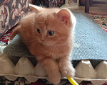 Кошки в Краснодаре: Котик. Рыжики рулят Мальчик, 5 000 руб. - фото 7
