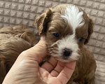 Собаки в Москве: Щенки Кавапу Мальтипу  Мальчик, 60 000 руб. - фото 3
