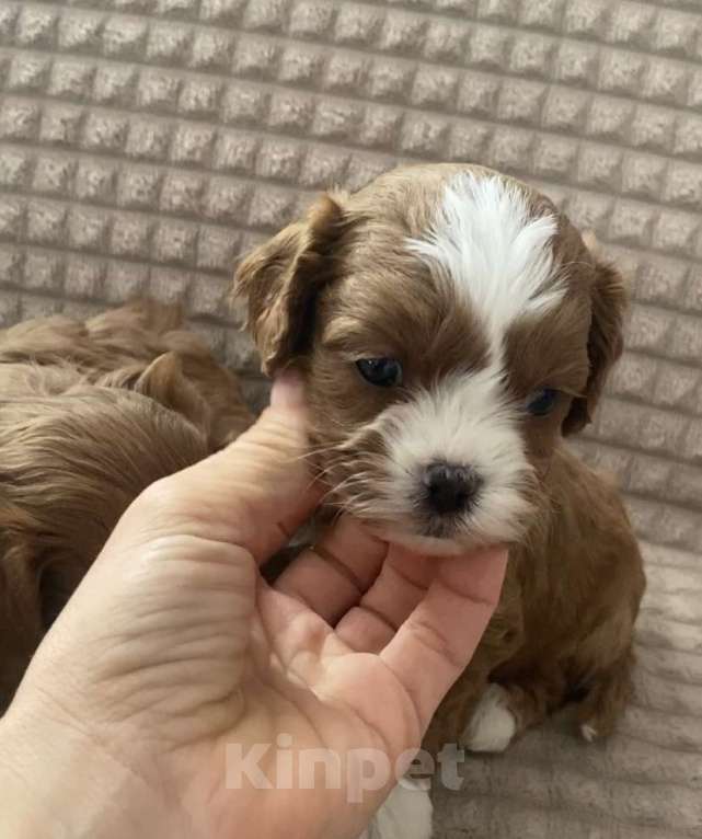 Собаки в Москве: Щенки Кавапу Мальтипу  Мальчик, 60 000 руб. - фото 3