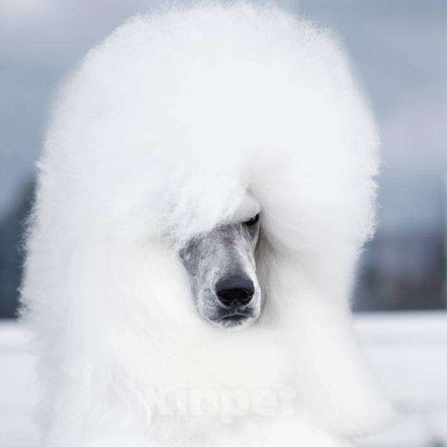 Собаки в других городах Московской области: Стандартный пудель- белый кобель Мальчик, Бесплатно - фото 2