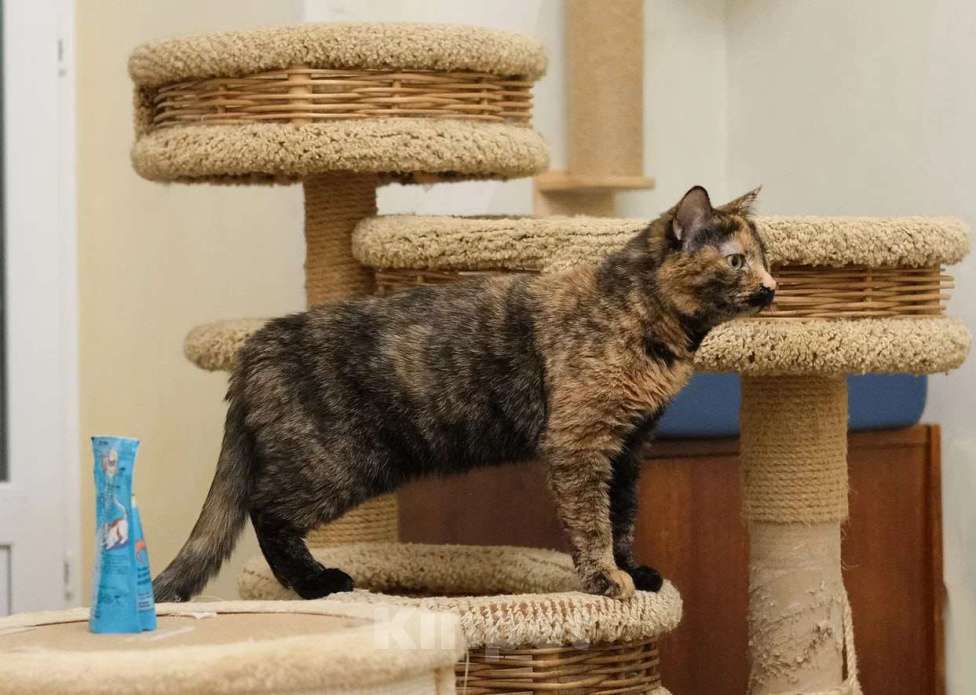 Кошки в Москве: Трехцветная кошка Габи в добрые руки Девочка, 1 руб. - фото 8