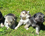 Собаки в Томске: Щенки лайки  Мальчик, Бесплатно - фото 1