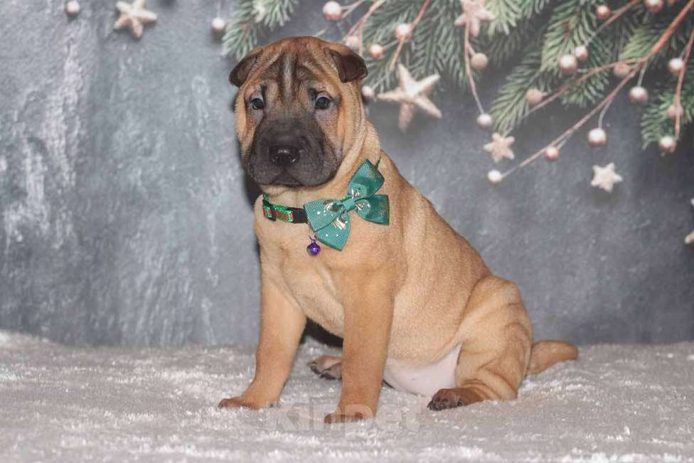 Собаки в Екатеринбурге: Шарпей девочка Девочка, 30 000 руб. - фото 1