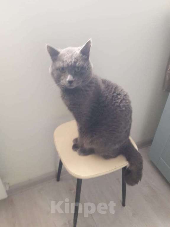 Кошки в других городах Самарской области: Отдам кота в добрые руки даром Мальчик, Бесплатно - фото 5