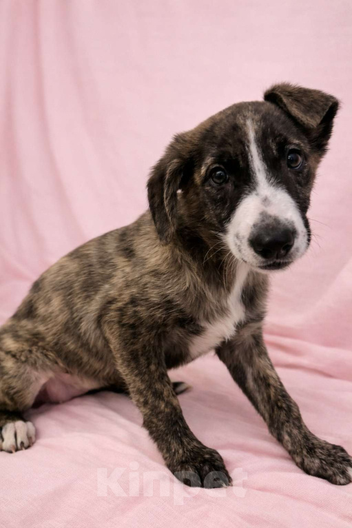 Собаки в Москве: Терри девочка в поисках дома Девочка, Бесплатно - фото 4