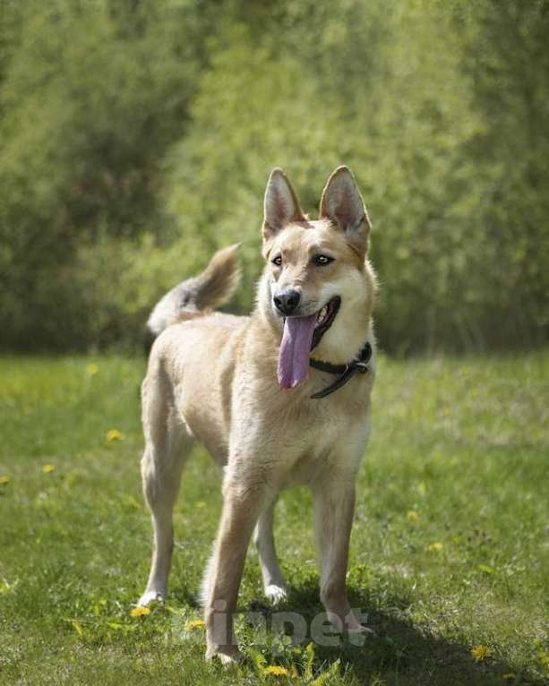 Собаки в Москве: Рыжая лисичка Белла в добрые руки Девочка, Бесплатно - фото 5