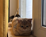 Кошки в Екатеринбурге: Британская золотая шиншилла  Мальчик, 30 000 руб. - фото 7