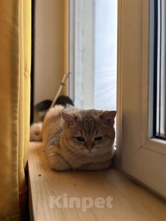 Кошки в Екатеринбурге: Британская золотая шиншилла  Мальчик, 30 000 руб. - фото 7