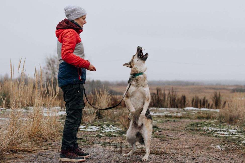 Собаки в Москве: Дрессированная овчарка в добрые руки Девочка, Бесплатно - фото 9