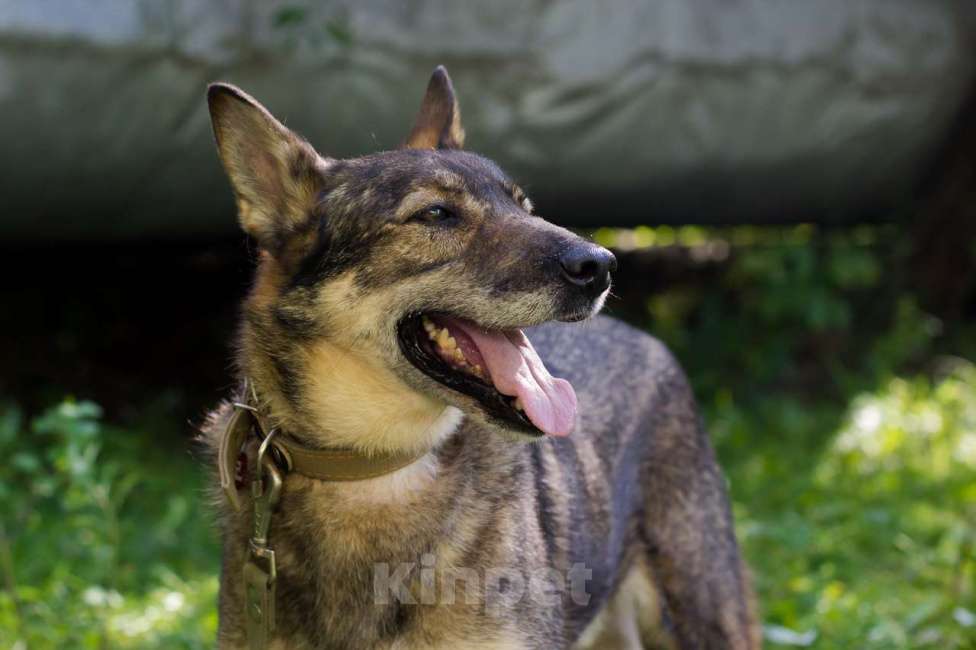Собаки в Москве: Штурман Мальчик, Бесплатно - фото 5