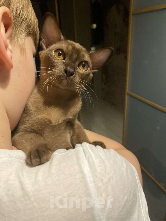 Кошки в Нижнем Новгороде: Бурманские котята Разнополые, 35 000 руб. - фото 1