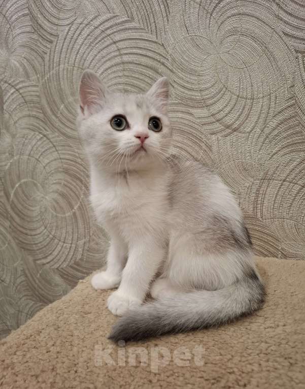 Кошки в Екатеринбурге: Шотландские котята Мальчик, 20 000 руб. - фото 5