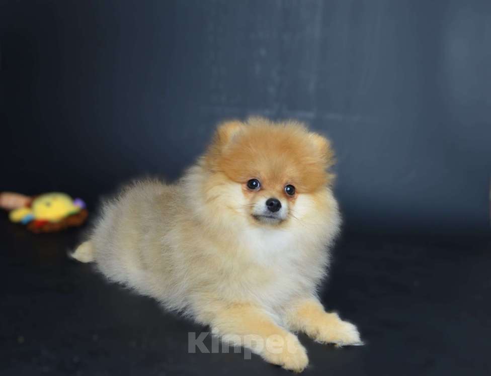 Собаки в Костроме: Щенки немецкого шпица Девочка, 23 000 руб. - фото 3