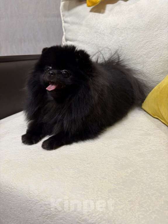 Собаки в Серпухове: Поиск самых лучших мампап!!! Девочка, Бесплатно - фото 1