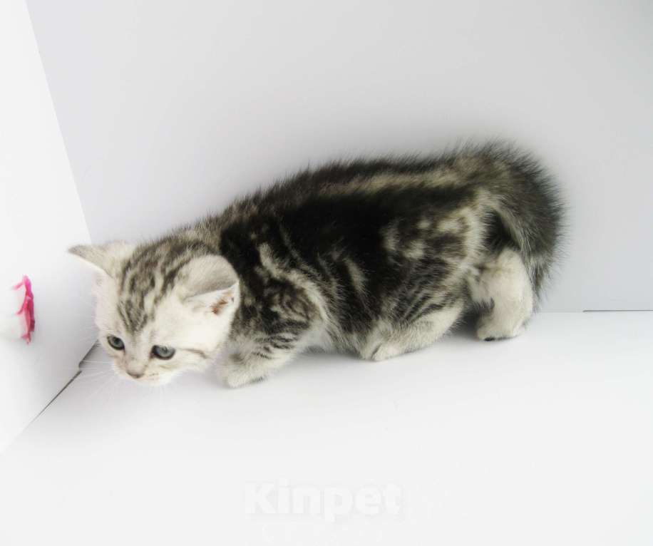 Кошки в Ставрополе: Шотландские котята с документами Разнополые, 10 000 руб. - фото 10