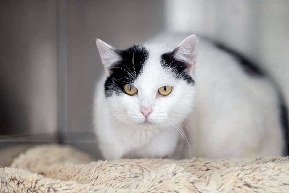 Кошки в Москве: Кузина Девочка, Бесплатно - фото 3