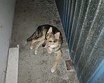 Собаки в Новосибирске: В добрые руки Мальчик, 1 руб. - фото 4