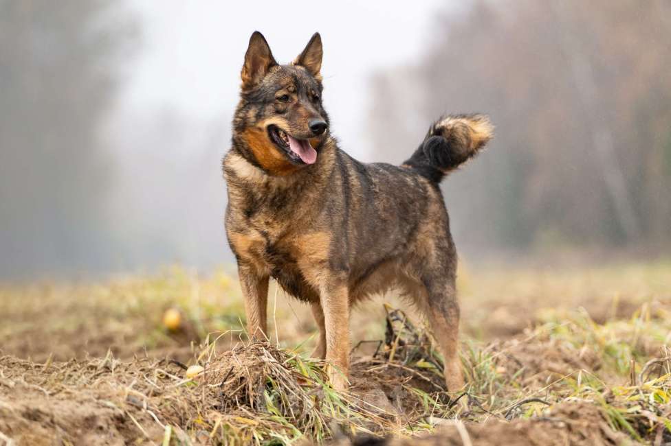 Собаки в Клине: Альма — задорная собачка Девочка, Бесплатно - фото 2