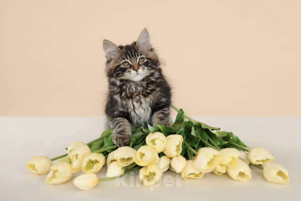 Кошки в Серпухове: Хибискус Русские Цветы Курильский  Бобтейл Мальчик, 80 000 руб. - фото 1