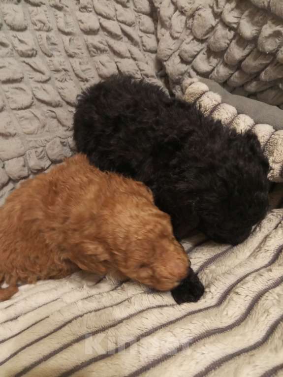 Собаки в Саратове: Продам щенков пуделя  миниатюрного Девочка, 28 руб. - фото 3