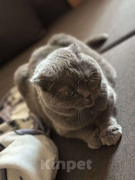 Кошки в Балашихе: Моника ищут свое семью  Девочка, Бесплатно - фото 6