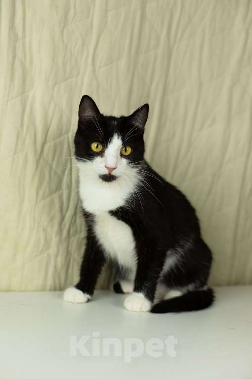 Кошки в Москве: Верочка верит в доброту людей Девочка, Бесплатно - фото 4