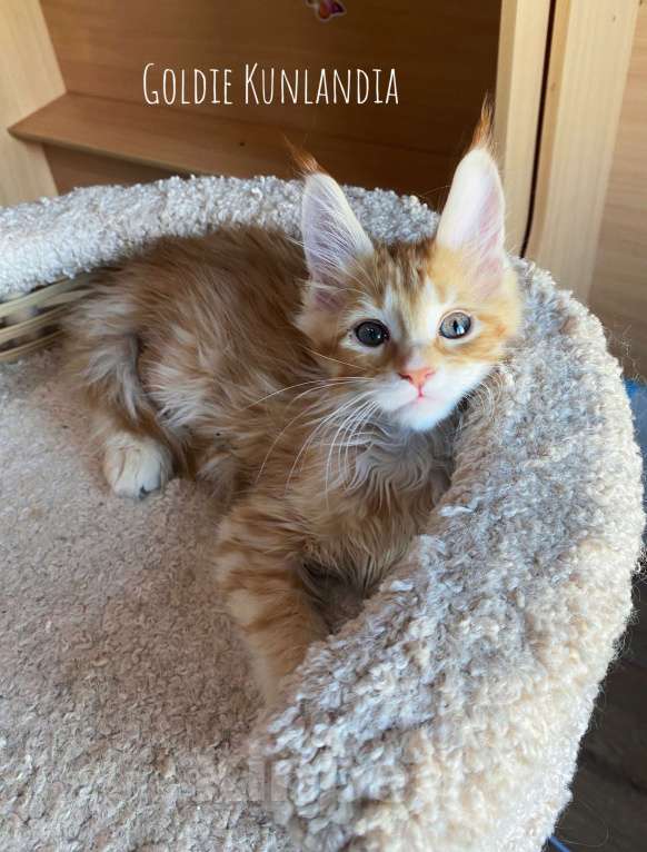 Кошки в Екатеринбурге: Девочка, красное солнышко Девочка, 30 000 руб. - фото 2