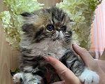 Кошки в Москве: Котята персы экзоты Девочка, 35 000 руб. - фото 1