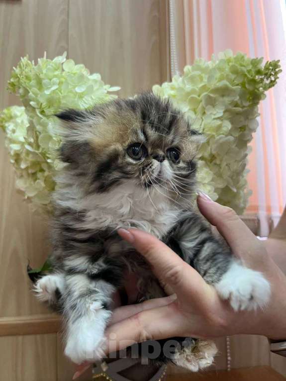 Кошки в Москве: Котята персы экзоты Девочка, 35 000 руб. - фото 1