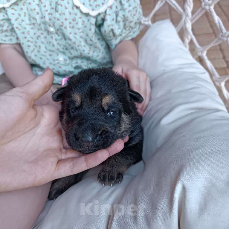 Собаки в Славянске-На-Кубани: Щенок Восточно-Европейской овчарки (девочка)  Девочка, 15 000 руб. - фото 3