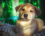 Собаки в Балашихе: Щенки в добрые руки Мальчик, 100 руб. - фото 2