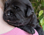 Собаки в Москве: Черный толстолапый малышок Мальчик, 120 000 руб. - фото 4