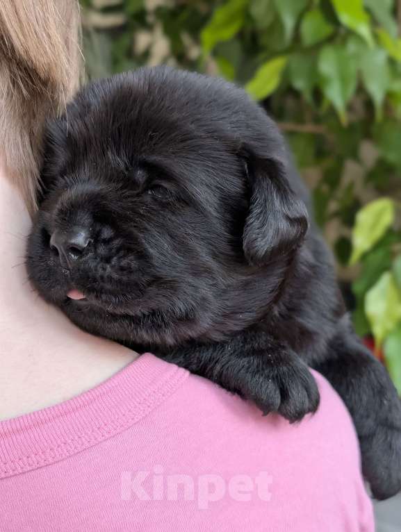 Собаки в Москве: Черный толстолапый малышок Мальчик, 120 000 руб. - фото 4